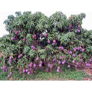 Cây Xoài Tím Thái Giống Chuẩn .