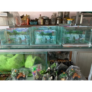 phukienhocathanh_phong