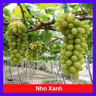 Cây nho xanh White Malaga - cây ăn quả