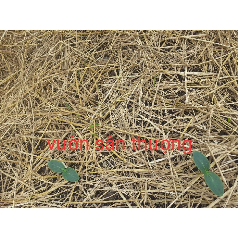 Rơm Khô (20dm3) Che Phủ Đất, Trang Trí, Vật Liệu Hữu Cơ