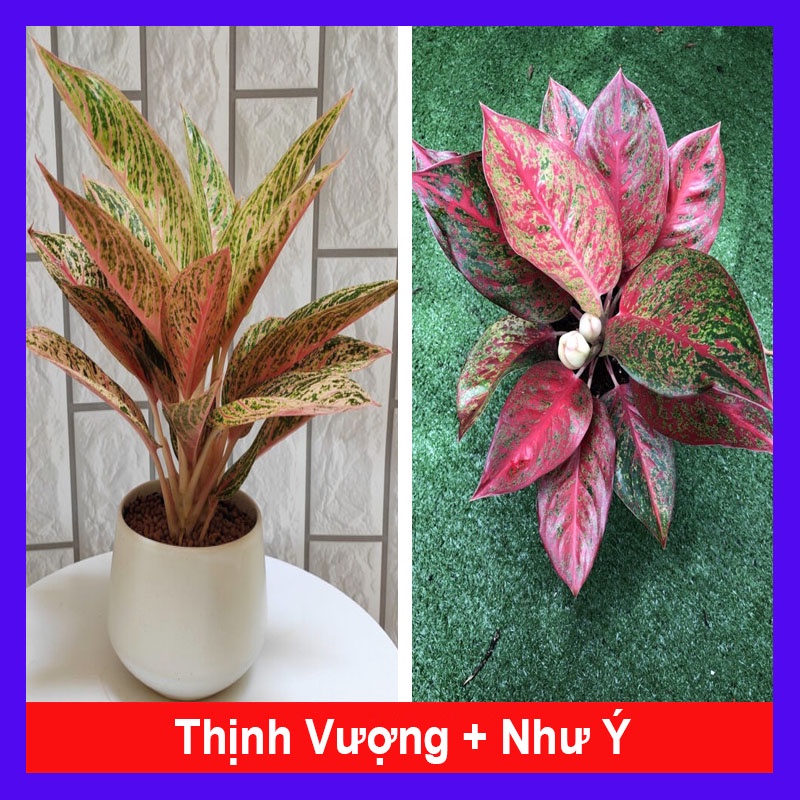 Combo Cây Thịnh Vượng + Cây Như Ý (Cặp đôi phu thê)