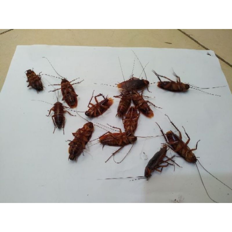 [HÀNG CHÍNH HÃNG] Hộp thuốc diệt gián 12 viên Nhật bản,  Thuốc giệt gián của Nhật Barracks Cap hộp 12 viên MÃ 956589