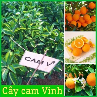 Cây cam Vinh quả to mọng nước rất sai quả, cây giống khoẻ mạnh dễ trồng(ảnh thật hình cuối) .