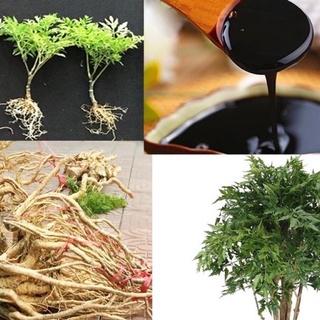 Combo 2 cây đinh lăng - nhân sâm của người nghèo cao 15-20 cm .