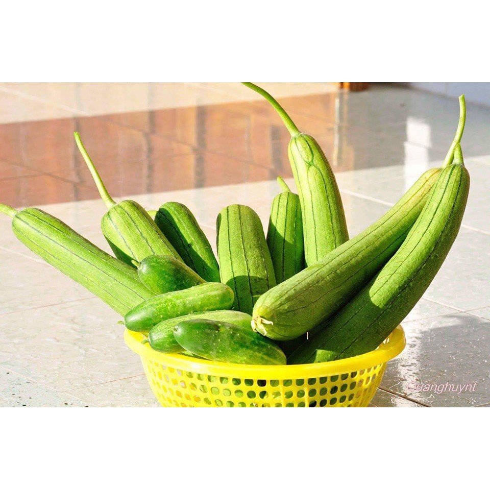 Hạt giống mướp hương năng xuất cao nảy mầm trên 90% gói 2gr hạt