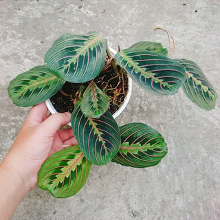 Cây Đuôi Công Xương Cá - cây cảnh để bàn