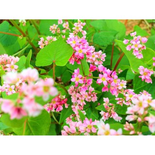 🌟Hạt Giống Hoa Tam Giác Mạch🌟 Giống Nhiều Màu Cực Kỳ Đẹp Gói 100 Hạt