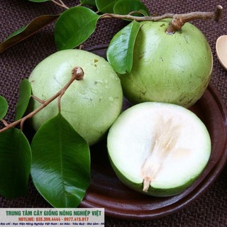 Cây Giống Vú Sữa Lò Rèn .