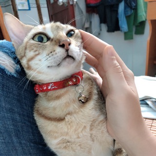 hongtrangmeomeo
