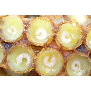 Cao Tinh Nghệ Sữa Ong Chúa LengKengFarm