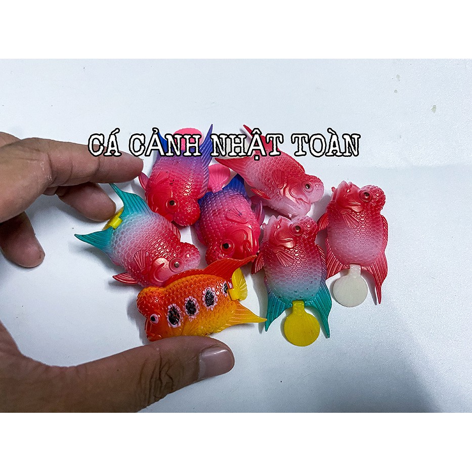 CÁ LA HÁN GIẢ TRUNG LÀM CÁ KÈ CHO LA HÁN (MÀU NGẪU NHIÊN)