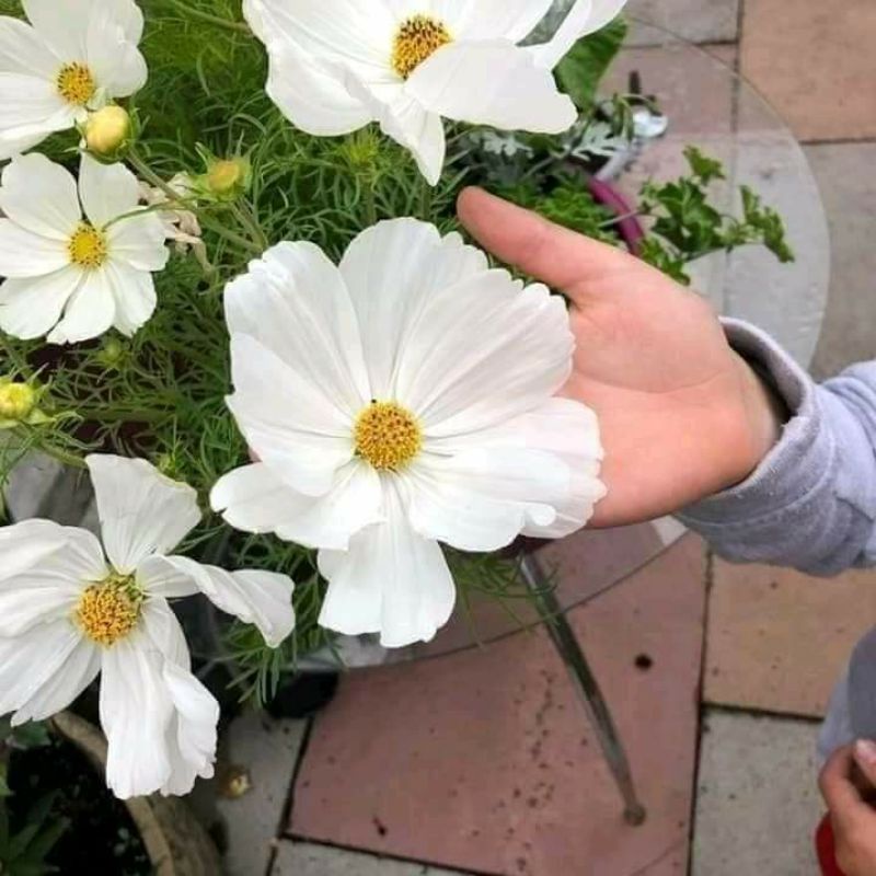 150 hạt giống hoa sao nhái trắng tinh ❤️Siêu Xinh❤️ nảy mầm cực đỉnh