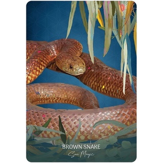 Bộ Bài Wild Wisdom Australia Oracle Cards (Mystic House Tarot Shop) - Bài Gốc Authentic Chính Hãng 100%