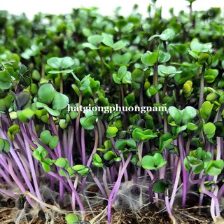 Hạt Giống Mầm Củ Cải Đỏ Phương Nam