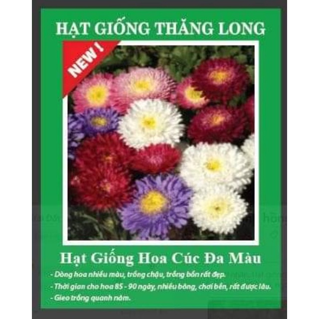 1 gam hạt giống hoa cúc magic 💞💞Siêu Xinh💞💞 nảy mầm cực đỉnh chất lượng