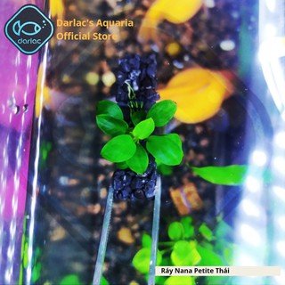 Ráy Nana Petite Thái full lá nước - Ráy Thái Darlac's Aquaria - Anubias Nana Petite
