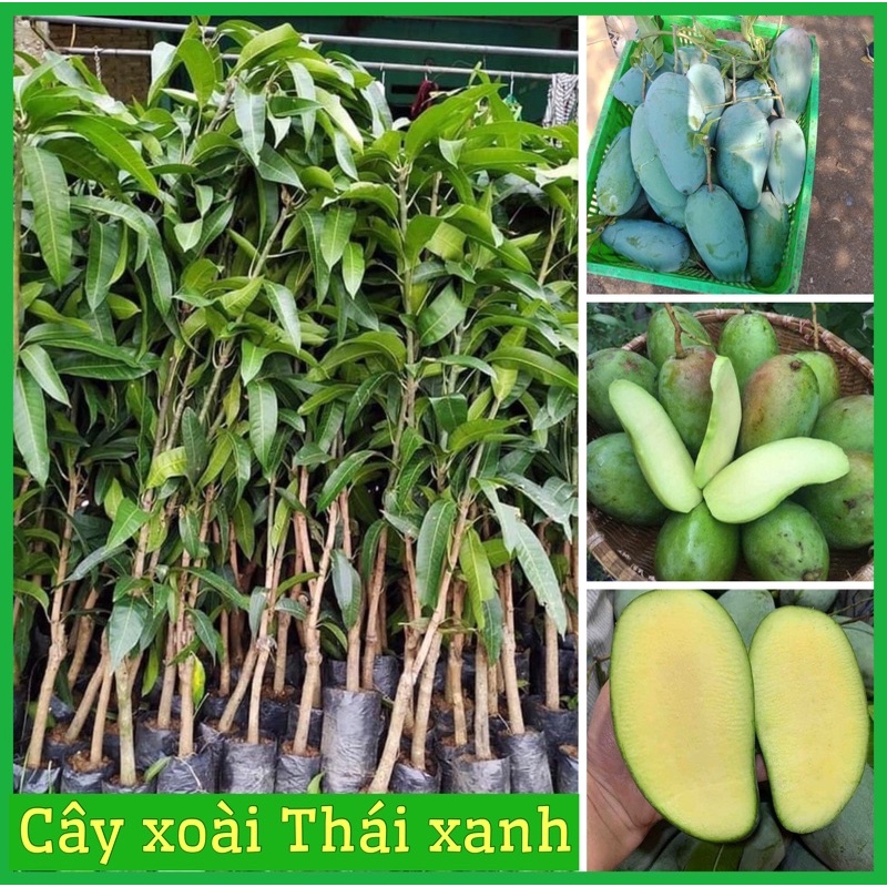 3. Kỹ thuật trồng và chăm sóc cây xoài hạt lép