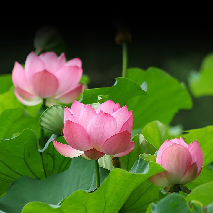 Hạt giống hoa sen ta quê hương - Gói 10 hạt đủ màu