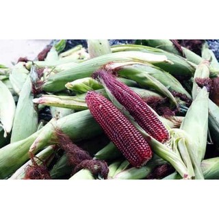 ⚡️ HẠT GIỐNG NGÔ TÍM CAO SẢN F1⚡️ NĂNG XUẤT CAO GÓI 5 GAM HẠT