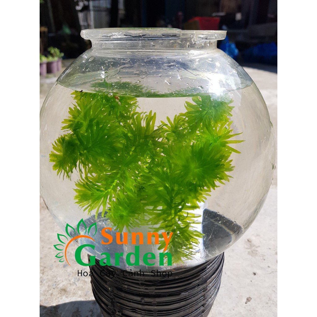 Rong Đuôi Chó - Cây Thủy Sinh | Shopee Việt Nam
