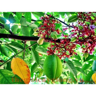 Cây Giống Khế Chua Rùng Mình .