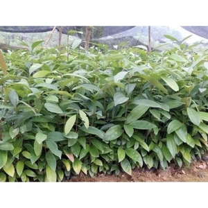Cây quế giống (Loại cao 60-100cm)
