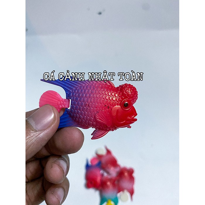 CÁ LA HÁN GIẢ TRUNG LÀM CÁ KÈ CHO LA HÁN (MÀU NGẪU NHIÊN)