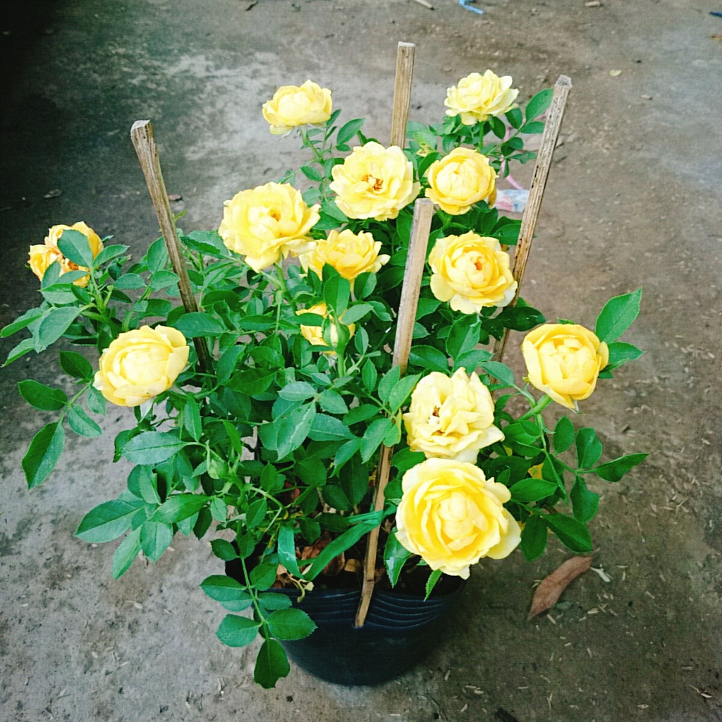 Cây Hoa Hồng Tỉ Muội Vàng - cây cảnh để bàn
