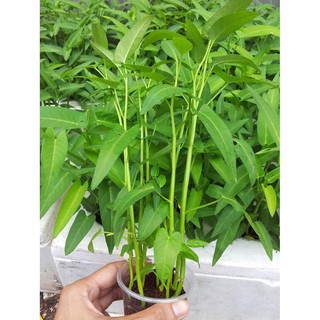 ⚡️HẠT GIỐNG RAU MUỐNG LÁ TRE⚡️ HẠT GIỐNG F1 SINH TRƯỞNG KHỎE CHỐNG CHỊU SÂU BỆNH