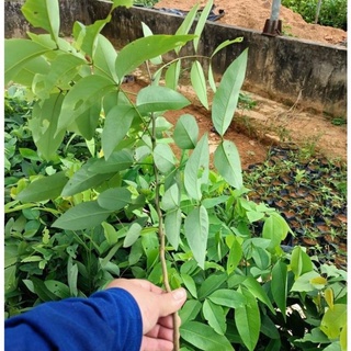 Cây muồng hoàng yến gieo hạt cao 70- 90 cm. .