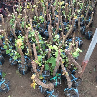 cây giống nho ninh thuận cây thân to gốc khỏe 6-12 ra trái cây leo dàn