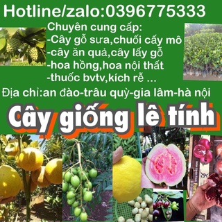 Cây trầm hương ( gió bầu ) gieo hạt mua 5 tặng 1 .