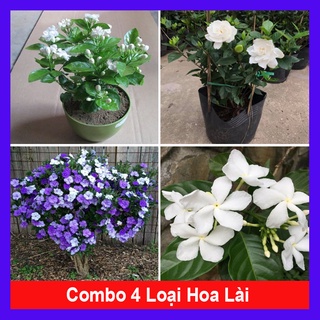 Combo 4 cây hoa lài ( cây lài trà + lài tiểu thư + lài nhật + lài tây )