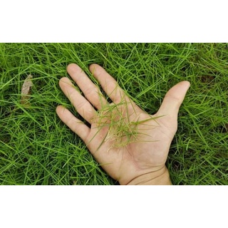100gr cỏ nhung nhật trồng làm thảm cực kì đẹp