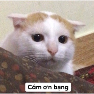 phecanteemo