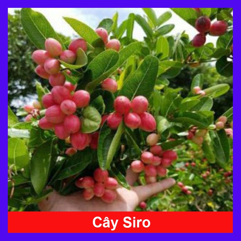 Cây Siro - Cây cảnh sân vườn