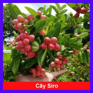 Cây Siro - Cây cảnh sân vườn