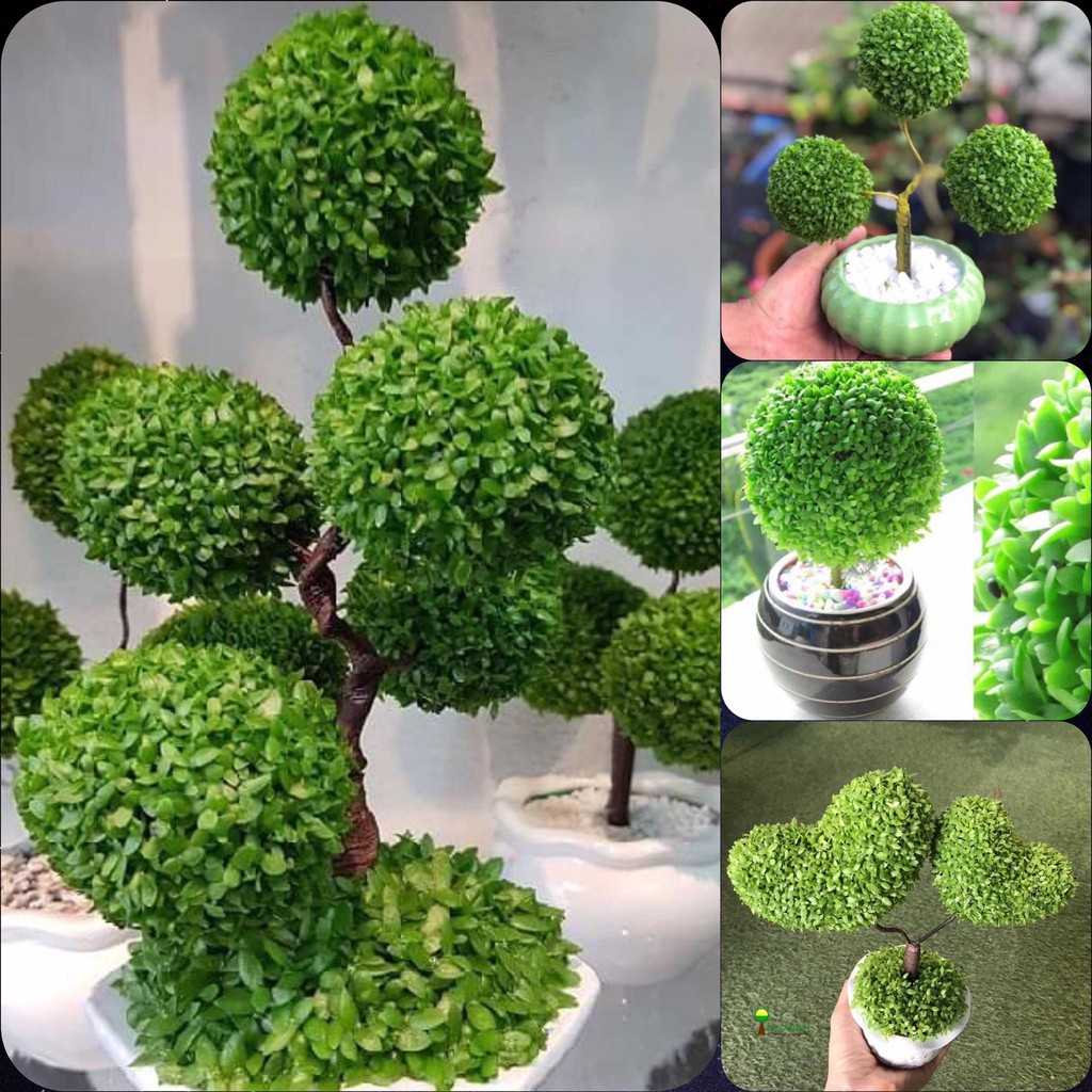 🌟Hạt Giống Cỏ May Mắn🌟 Trồng Tạo Nhiều Hình Dáng Đẹp Độc Đáo Theo Ý Muốn 200 Hạt [ NONG TRAI XANH ]