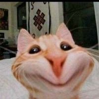 _qmaii