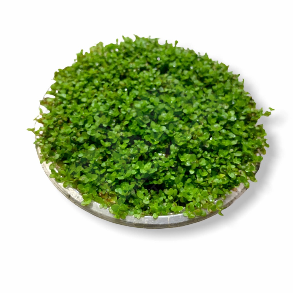 Rêu Minifiss, Mini Taiwan, Trân Châu Lá Nước Trãi Nền Trang Trí Hồ Cá ...