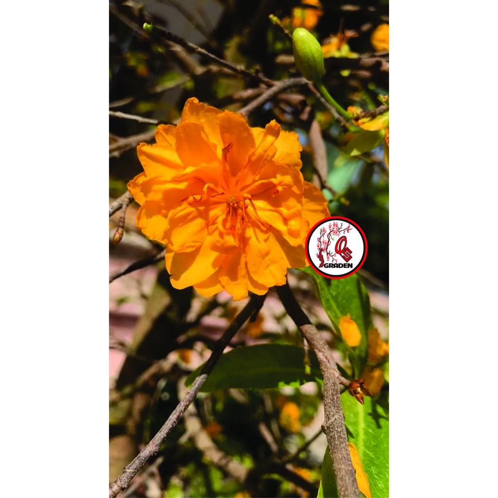 Hoa mai cúc cam 36 cánh_(cây ghép)