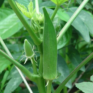 Hạt giống đậu bắp xanh cao sản