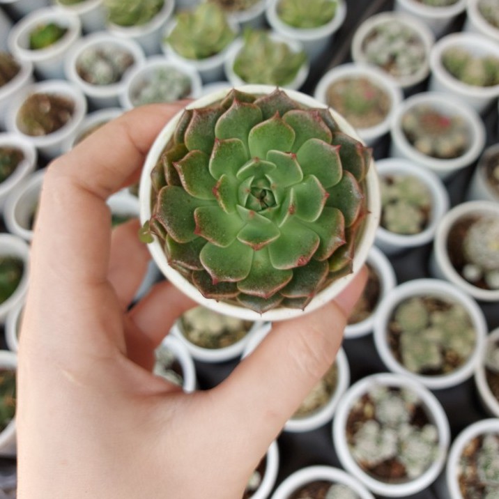 Sen đá Ruby | Shopee Việt Nam