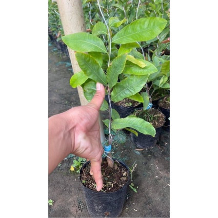 Hoa mai Cúc tây thi_ cây ghép chuẩn
