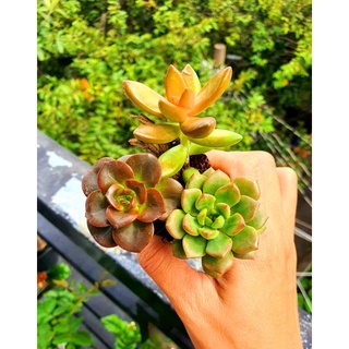 COMBO 5 sen đá SIZE VỈ- MẦM NẮNG GARDEN LỖI 1 ĐỔI 1