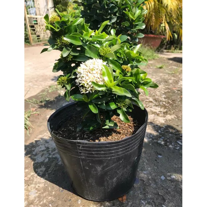 Cây Bông Trang Trắng (Mẫu Đơn Trắng) - Cây cảnh trong nhà