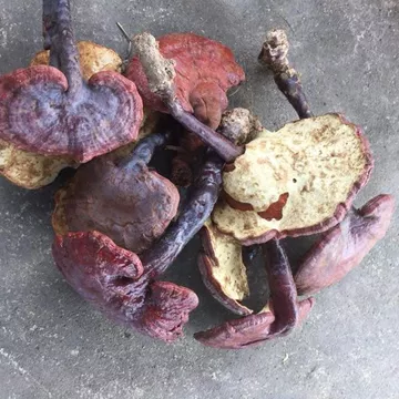 Nấm Lim Xanh 1Kg (Hàng Bán Tự Nhiên)