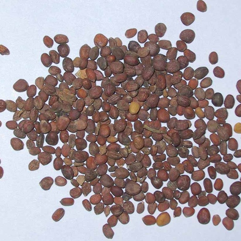 La bạc tử khô thượng hạng JINDO 1kg tác dụng hỗ trợ đàm, ho thông thường