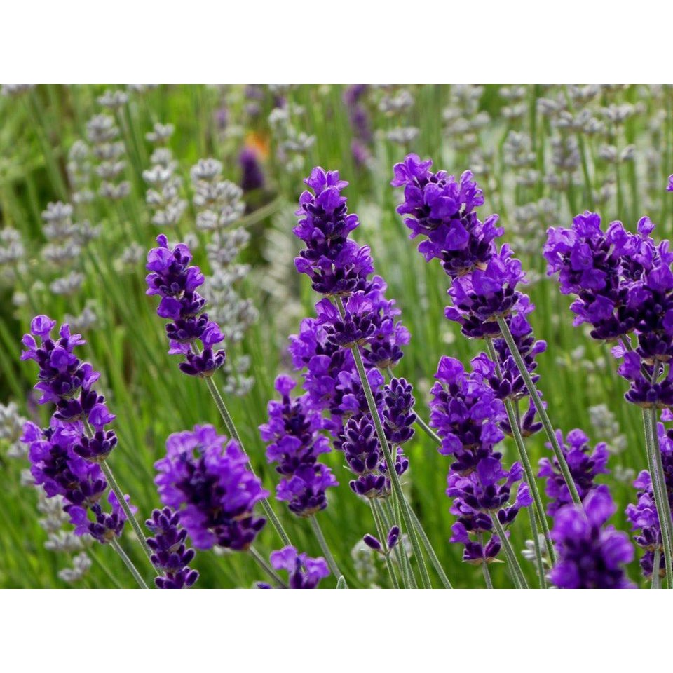 🌟HẠT GIỐNG HOA OẢI HƯƠNG🌟 HOA LAVENDER Mùi Thơm Quyến Rũ