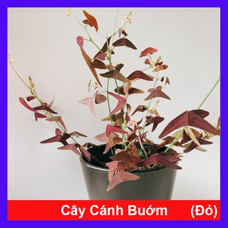 Cây cánh bướm đỏ - Cây cảnh để bàn